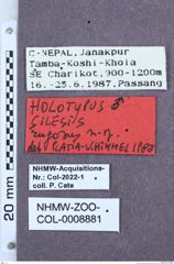 Etikette zu Silesis rugosus (Platia & Schimmel, 1991) (NHMW-ZOO-COL-0008881)